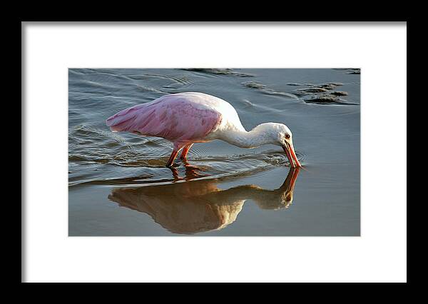 Birds Framed Print featuring the photograph Roseate Spoonbill by Bill Hosford