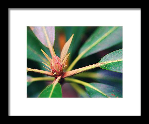 Rosebay Framed Print featuring the photograph Rosebay Rhododendron Bud by Susie Weaver