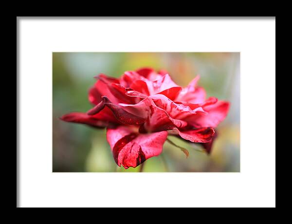 Heidi Smith Framed Print featuring the photograph Roses are... by Heidi Smith