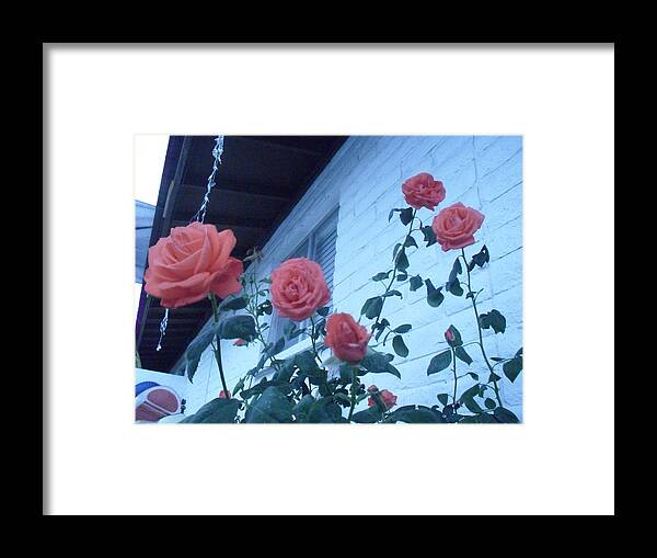 Roses Framed Print featuring the photograph Roses by the Pool by Kip Vidrine