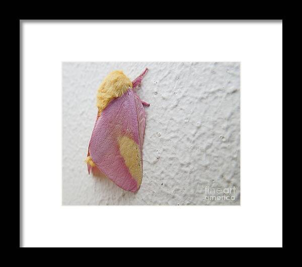 Moth Framed Print featuring the photograph Rosy Maple Moth by Chad and Stacey Hall