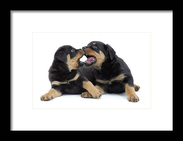 Dog Framed Print featuring the photograph Rottweiler Pups by Jane Burton