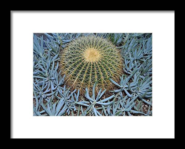 Cactus Framed Print featuring the photograph Round Cactus by Wanda J King