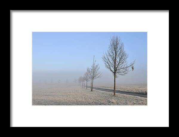 Trees Framed Print featuring the photograph Row of trees in the morning by Matthias Hauser