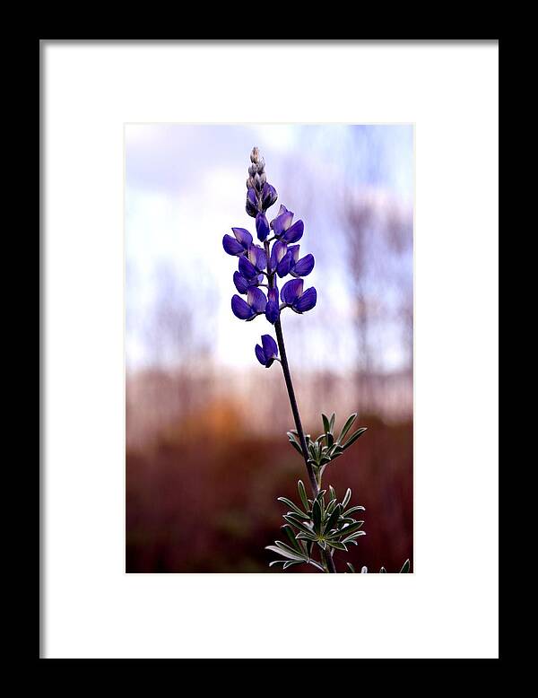 Floral Framed Print featuring the photograph Royal Like Lupine by Sandy Fisher