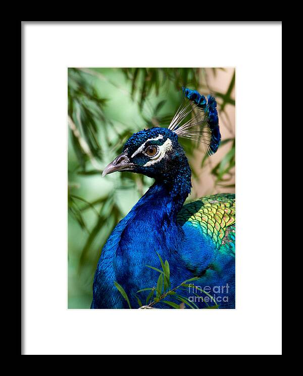 Peacock Framed Print featuring the photograph Royal Peacock by Sabrina L Ryan
