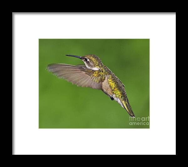 Ruby-throated Hummingbird Framed Print featuring the photograph Ruby Throated Hummingbird by Rodney Campbell
