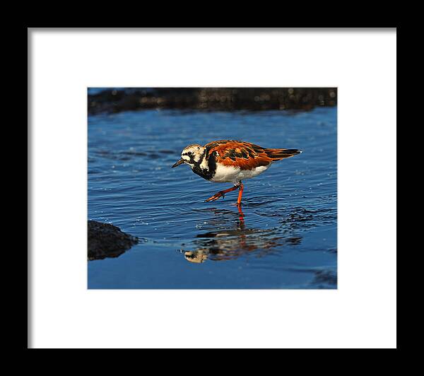 Ruddy Turnstone Framed Print featuring the photograph Ruddy Turnstone by Tony Beck