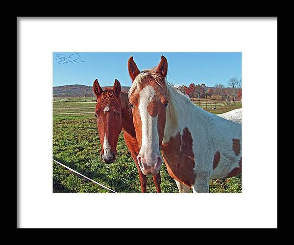 Horses Framed Print featuring the photograph Ruff 'n Reddy by S Paul Sahm