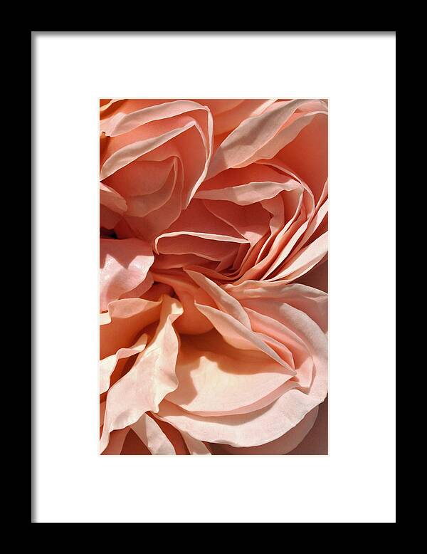Rose Framed Print featuring the photograph Ruffles and Ridges by Sandy Fisher