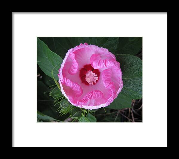 Flower Framed Print featuring the photograph Ruffles by Judy Via-Wolff