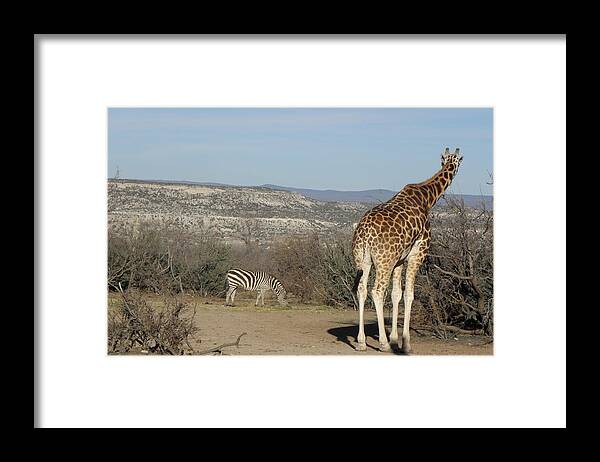 Giraffe Framed Print featuring the photograph Safari by Kim Galluzzo