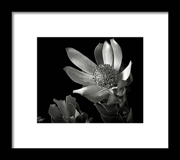 Flower Framed Print featuring the photograph Safari Sunset in Black and White by Endre Balogh