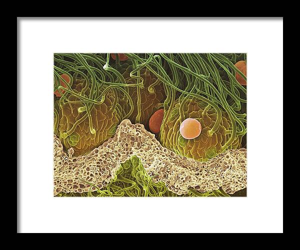 Salvia Officinalis Framed Print featuring the photograph Sage Leaf Oil Glands, Sem by Steve Gschmeissner