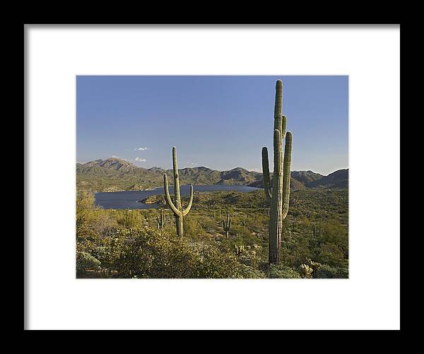 00443055 Framed Print featuring the photograph Saguaro Cactus At Bartlett Lake Arizona by Tim Fitzharris