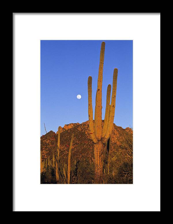 Mp Framed Print featuring the photograph Saguaro Carnegiea Gigantea Cactus by Konrad Wothe