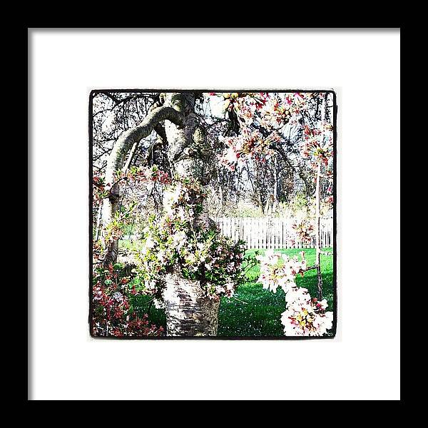 Cherry Blossoms Framed Print featuring the photograph Sakura by Soleil Fox Studio