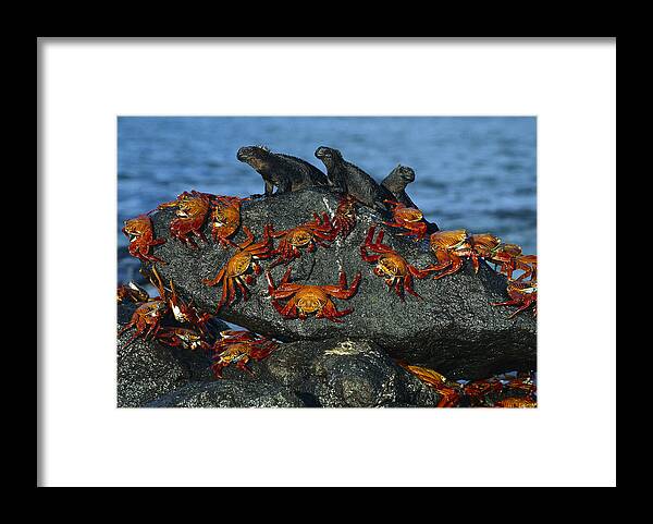 Mp Framed Print featuring the photograph Sally Lightfoot Crab Grapsus Grapsus by Tui De Roy