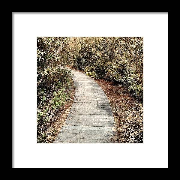 Framed Print featuring the photograph Salt Marsh Path by Jim Spencer