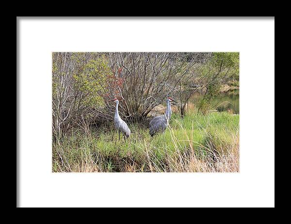 Sandhill Cranes Framed Print featuring the photograph Sandhill Cranes in Colorful Marsh by Carol Groenen