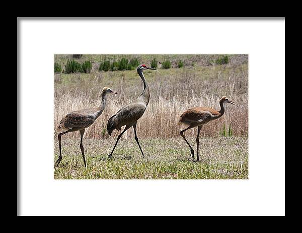 Sandhill Cranes Framed Print featuring the photograph Sandhill Parade by Carol Groenen