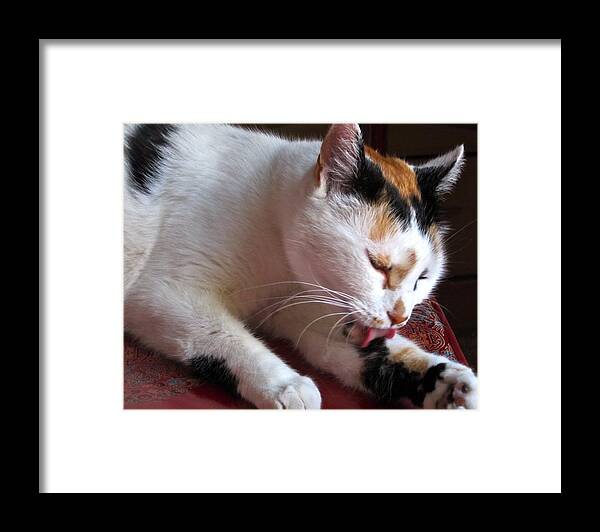 Calico Kitty Framed Print featuring the photograph Sassy Cat by Phyllis Kaltenbach