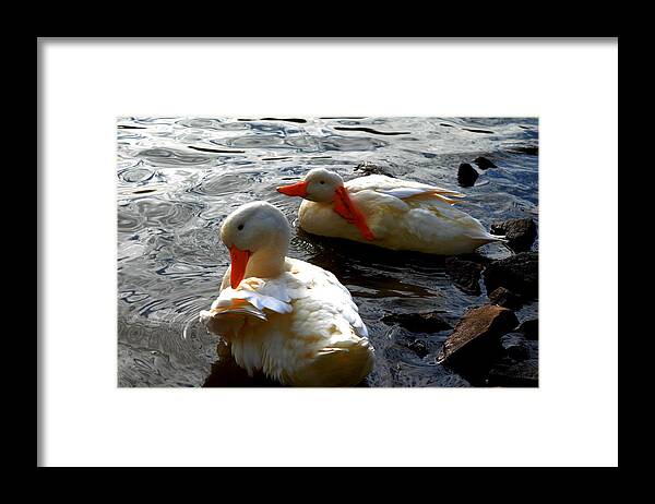 Nature Framed Print featuring the photograph Saturday night by Brian Stevens