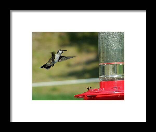Hummingbird Framed Print featuring the photograph Save Some For Me by Lila Mattison