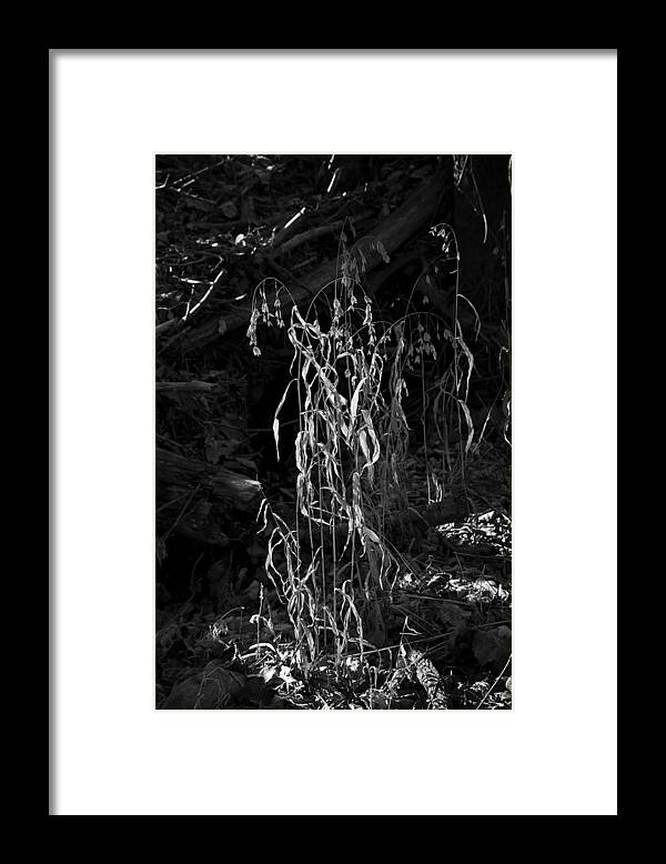 Black And White Framed Print featuring the photograph Saw Oats in River Flood Area by Michael Dougherty
