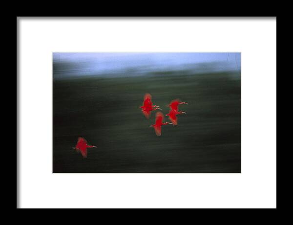 00197151 Framed Print featuring the photograph Scarlet Ibis Flock by Konrad Wothe