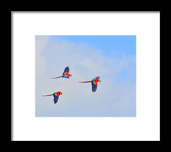 Scarlet Macaw Framed Print featuring the photograph Scarlet Macaws by Tony Beck