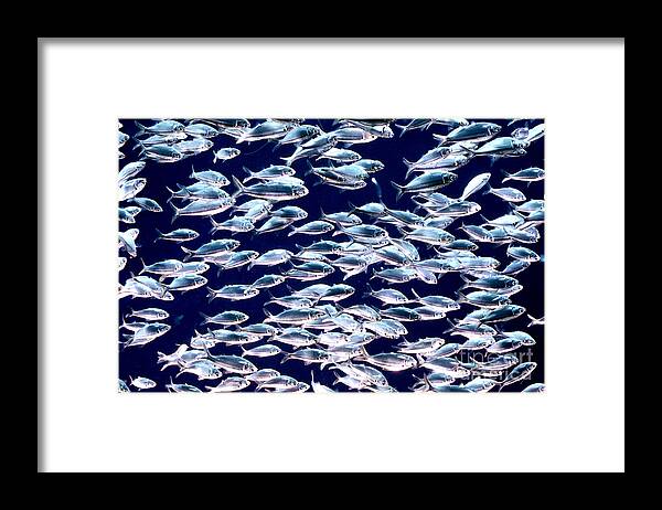 Horizontal Framed Print featuring the photograph School of Threadfin Shad by Tom McHugh and Photo Researchers