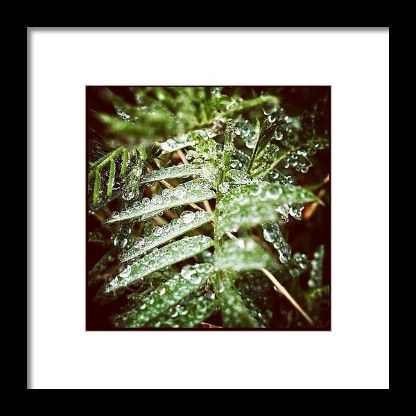 Plant Framed Print featuring the photograph Scottish Summer 6.... #dew #rain #drip by Robert Campbell
