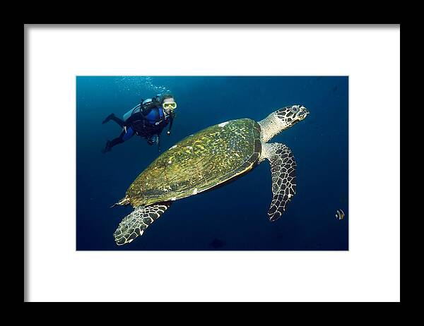 Animal Framed Print featuring the photograph Scuba Diving With A Hawksbill Turtle by Georgette Douwma