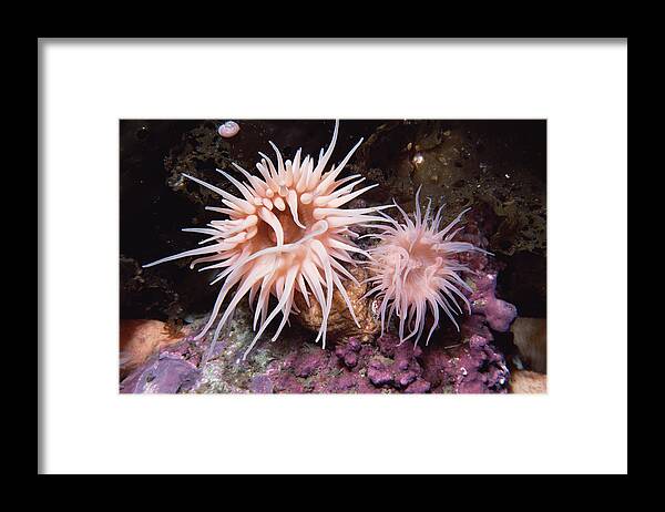 00084884 Framed Print featuring the photograph Sea Anemones In Admiralty Inlet by Flip Nicklin