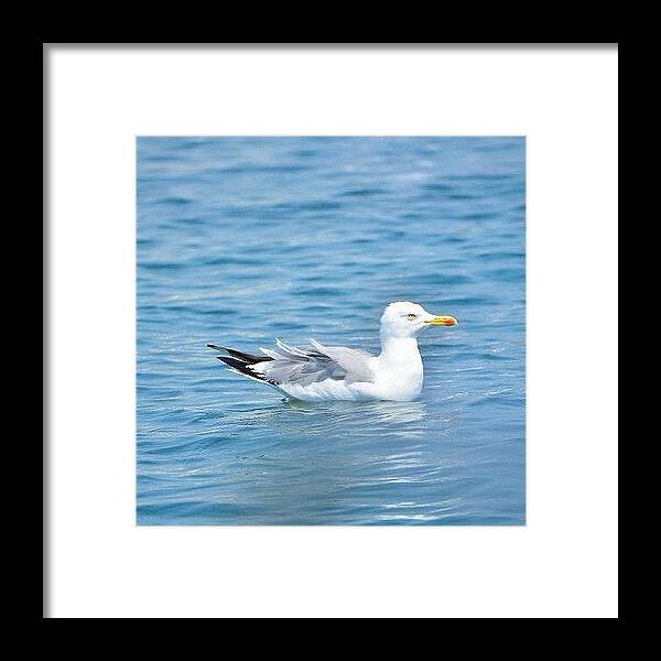 Beautiful Framed Print featuring the photograph #sea #bird #birds #gabbiani #gabbiano by Emanuele Musumeci