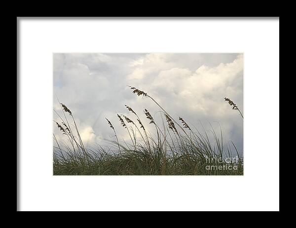 Sea Oats Framed Print featuring the photograph Sea oats by Blink Images