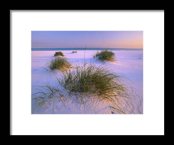 00175944 Framed Print featuring the photograph Sea Oats Growing On Beach Santa Rosa by Tim Fitzharris