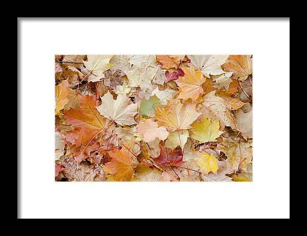 Leaves Framed Print featuring the photograph Sea of Leaves by Margaret Pitcher