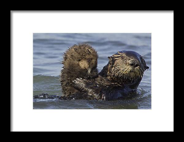 00438551 Framed Print featuring the photograph Sea Otter Mother Holding Pup Monterey by Suzi Eszterhas