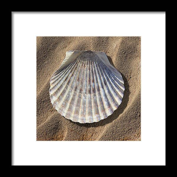 Sea Shell Framed Print featuring the photograph Sea Shell 2 by Mike McGlothlen
