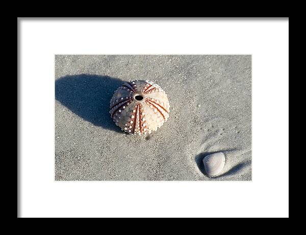 Beach Framed Print featuring the photograph Sea Urchin and Shell by Kenneth Albin