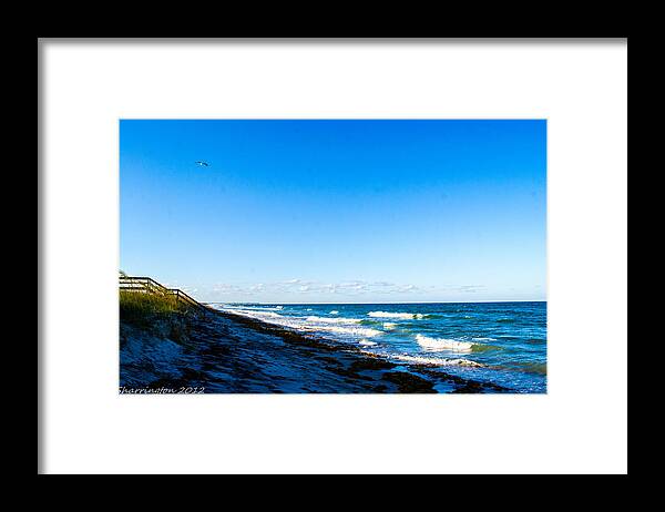 Ocean Framed Print featuring the photograph Sea Weed by Shannon Harrington