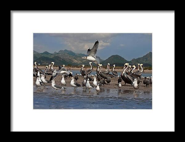 Beach Framed Print featuring the photograph Seagul Fly By by Dina Calvarese