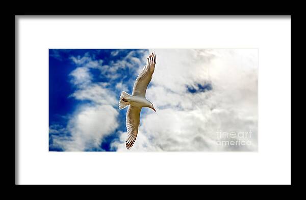 Seagul Framed Print featuring the photograph Seagul gliding in flight by Simon Bratt