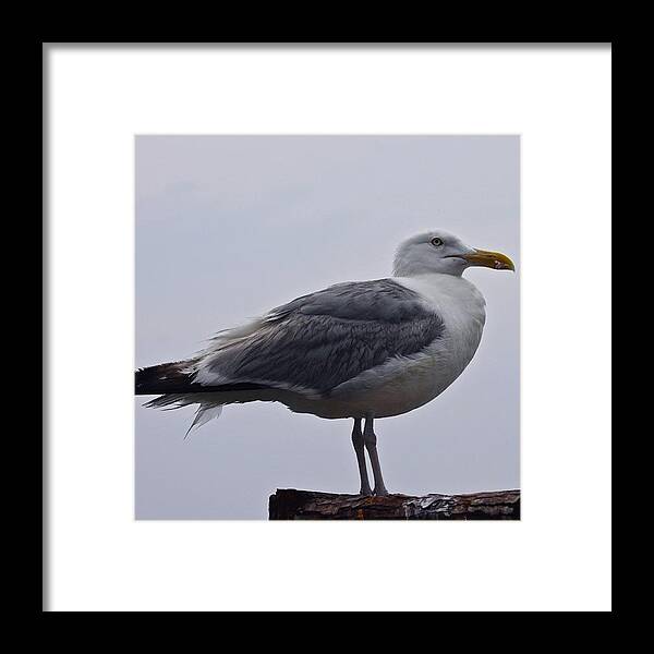 Bird Framed Print featuring the photograph Seagull At The Fish Pier by Justin Connor