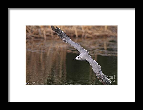 Seagull Framed Print featuring the photograph Seagull Seagull On The Move by Deborah Benoit