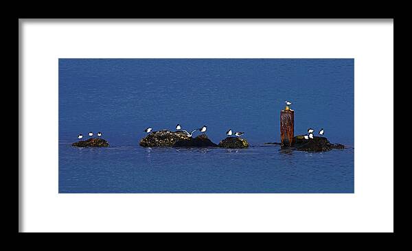 Birds Framed Print featuring the photograph Seagulls on Rocks-2- St Lucia by Chester Williams