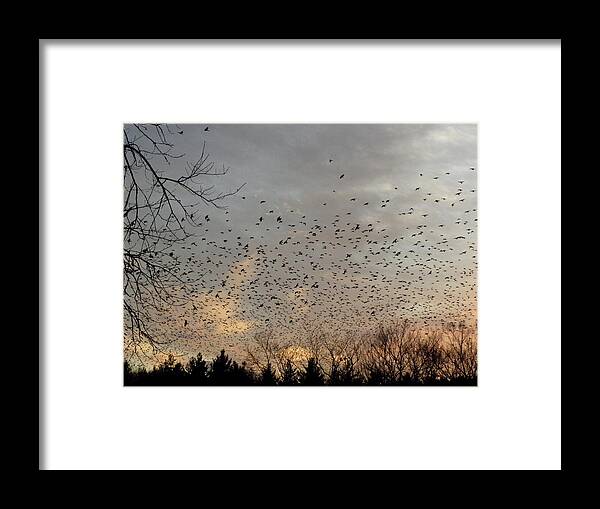 Black Birds Framed Print featuring the photograph Searching by Kim Galluzzo