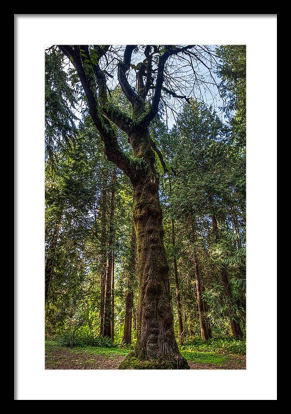 Tf-photography.com Framed Print featuring the photograph Seattle Arboretum by Tommy Farnsworth